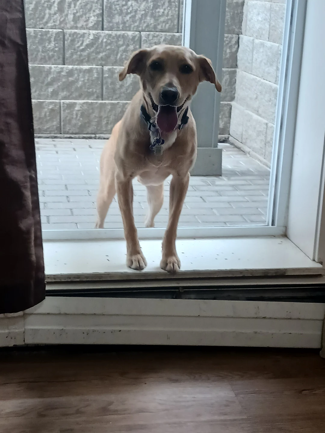 AFFORDABLE dog training!