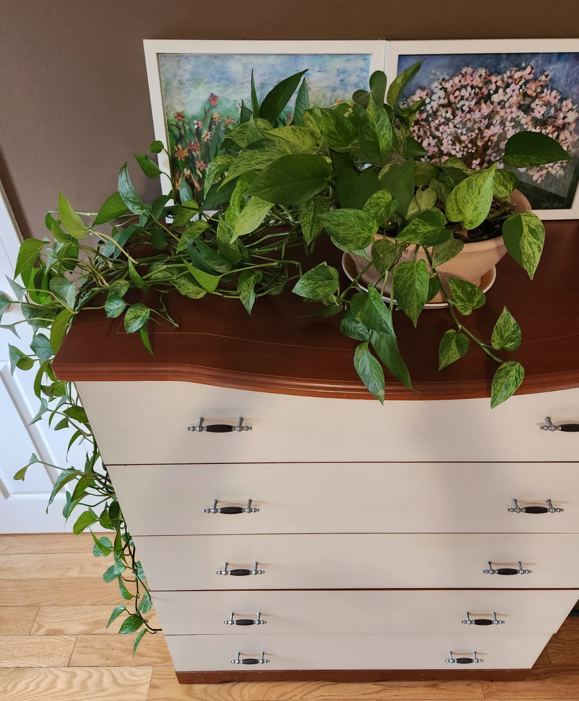 Marble Queen Pothos Plant - photo 3