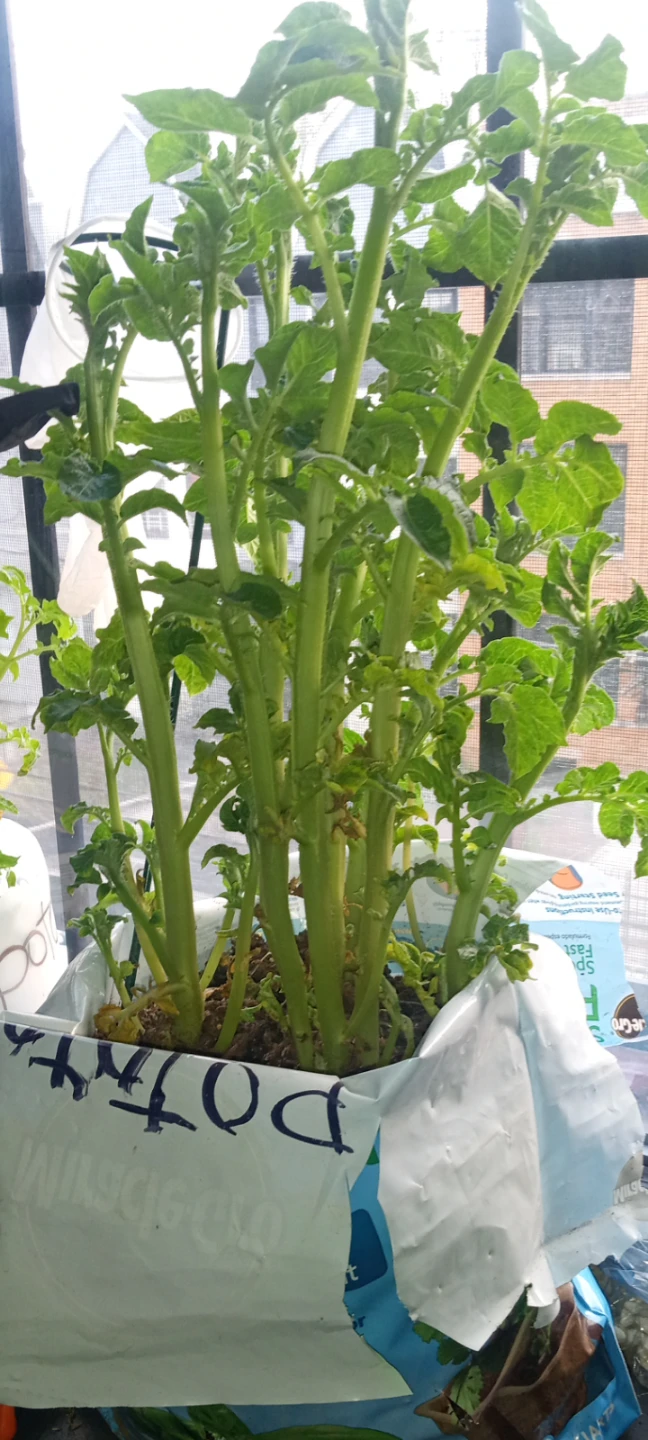 Potato starter Plants, 9.99 each stalk