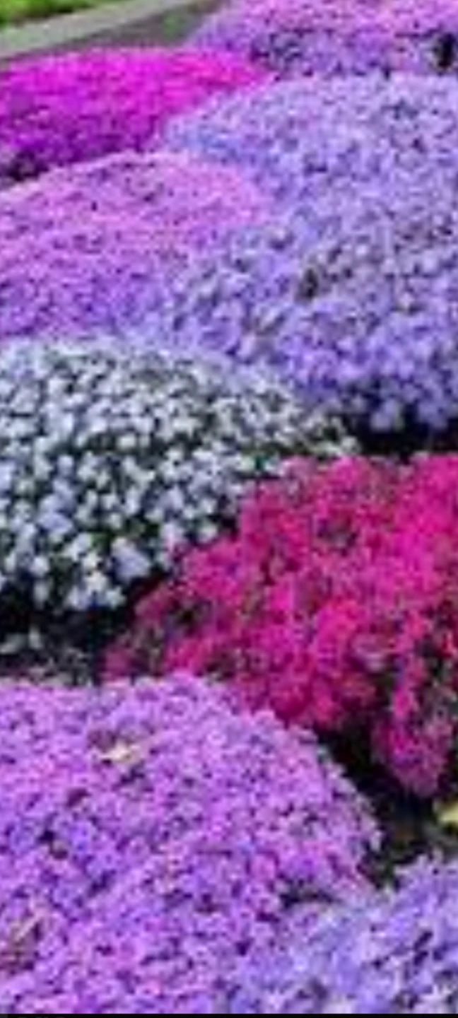 CREEPIÑG PHLOX.