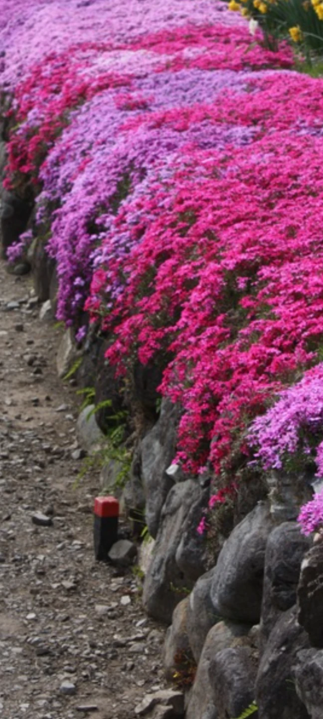 CREEPIÑG PHLOX. - photo 3