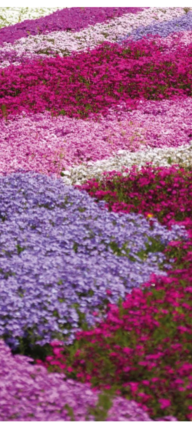 CREEPIÑG PHLOX. - photo 4