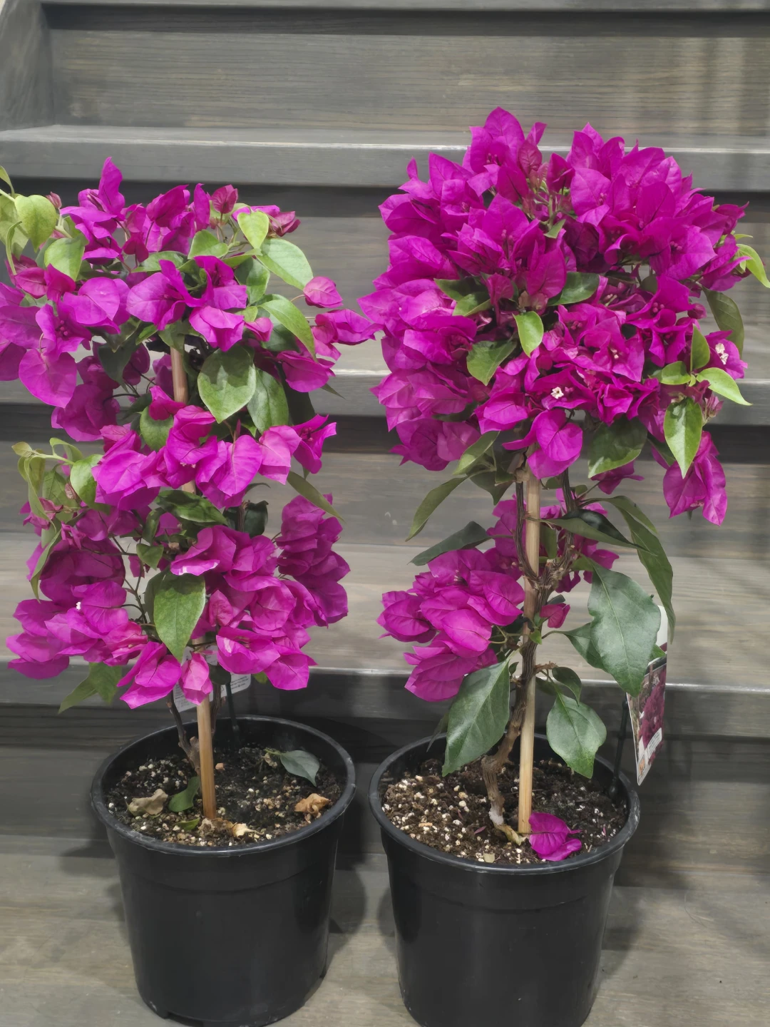 Pink Bougainvillea Plants - photo 2