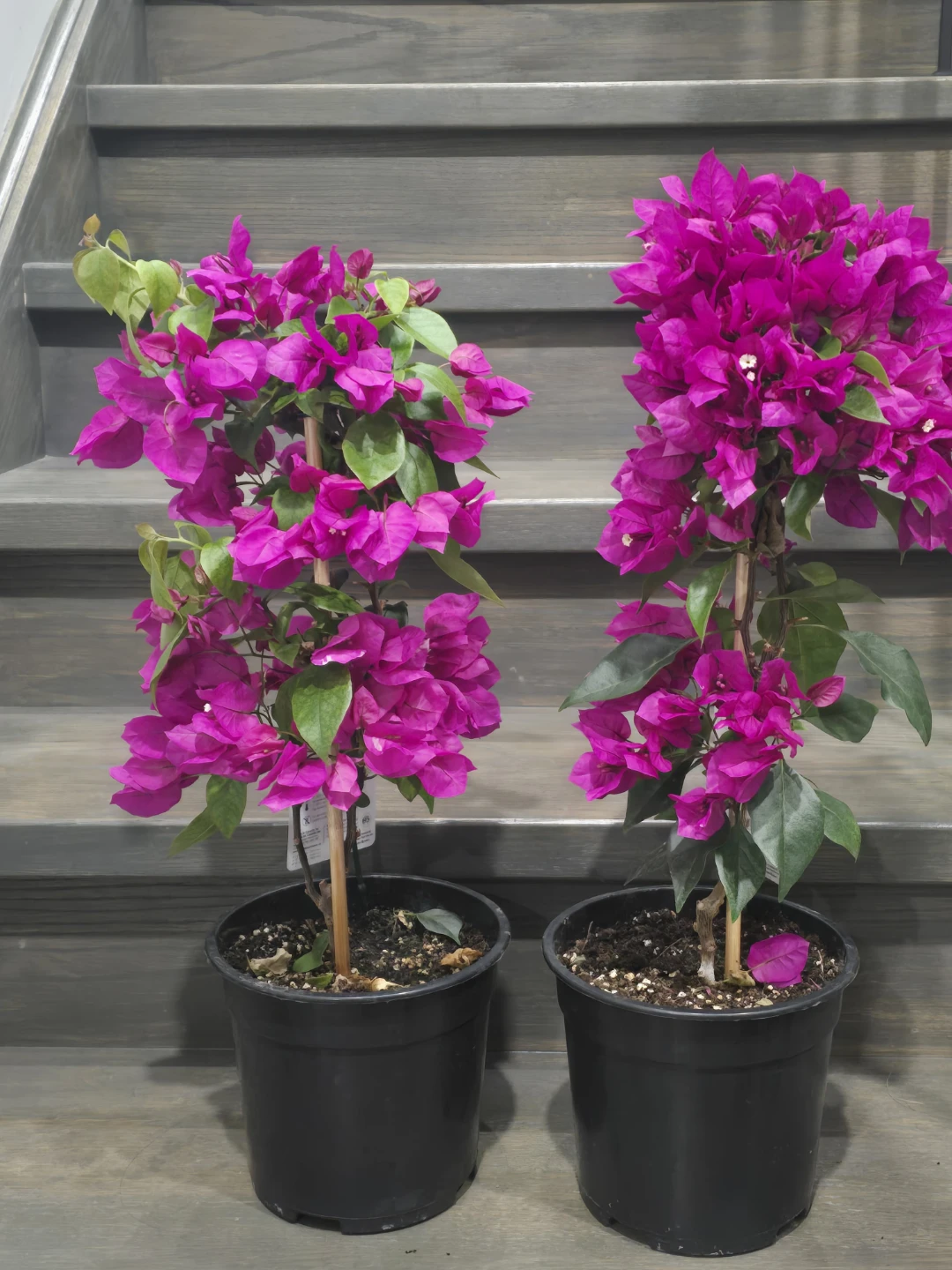Pink Bougainvillea Plants - photo 3