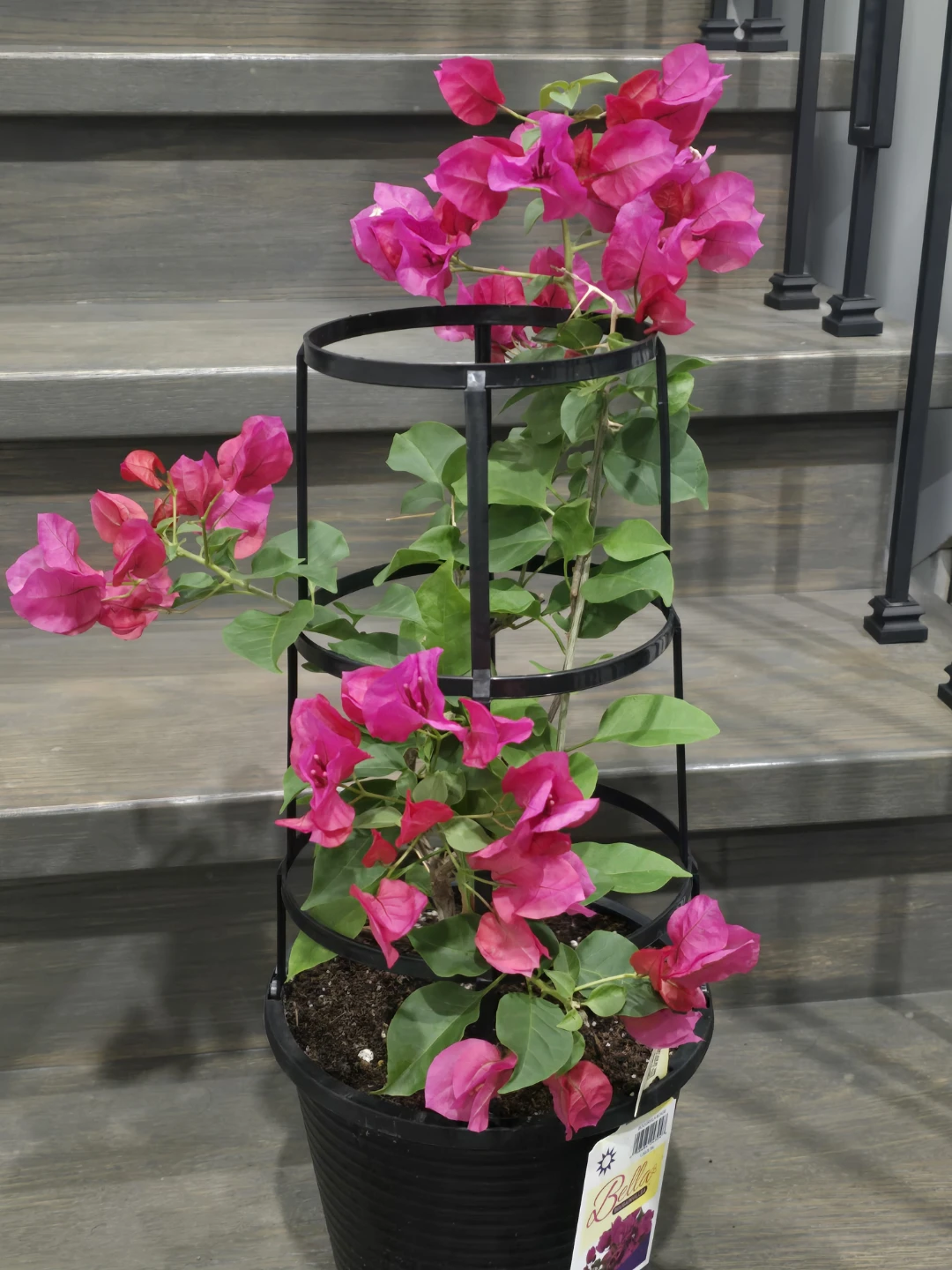 Pink Bougainvillea Plants - photo 5