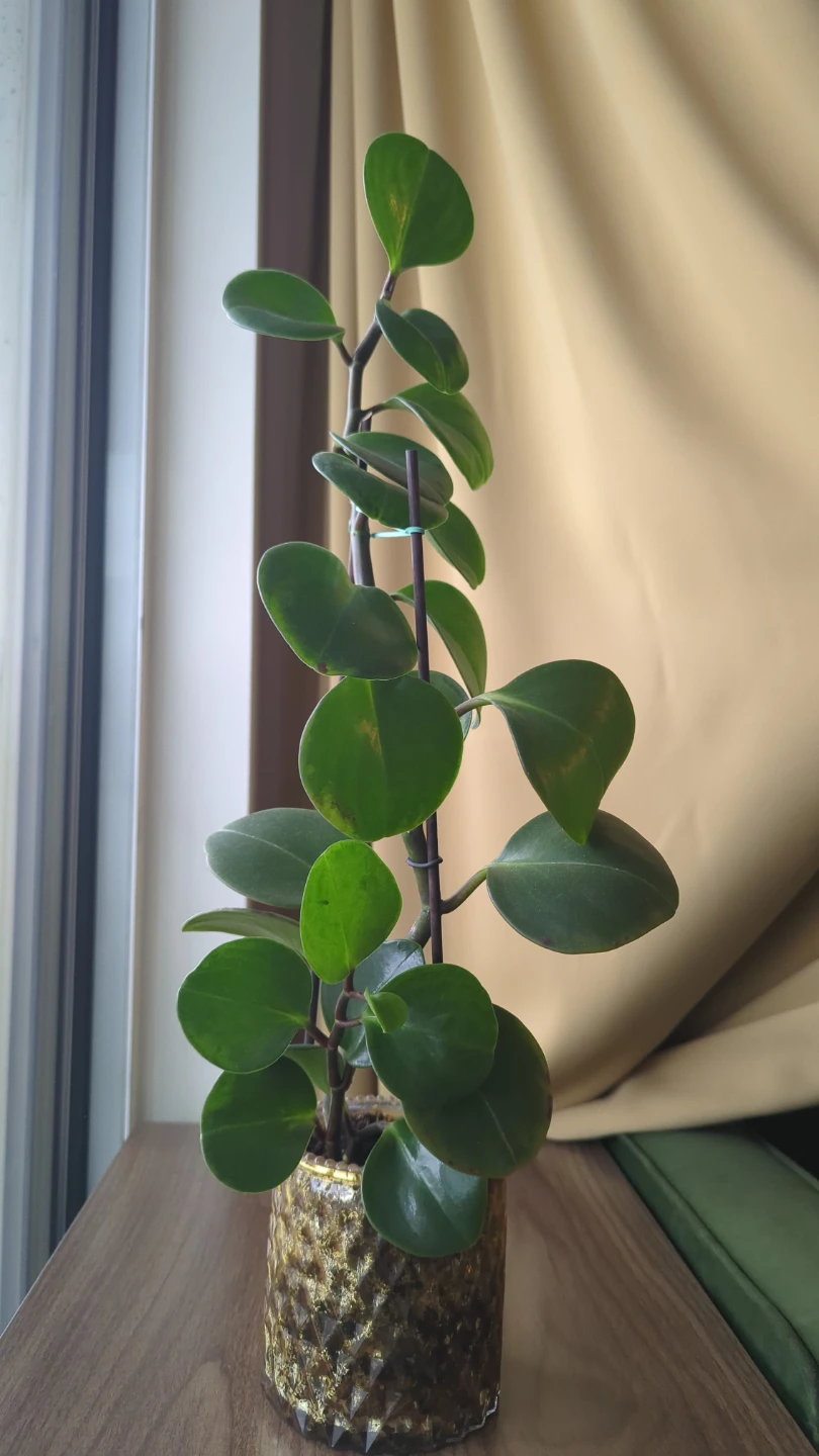 Peperomia Rubber Plant