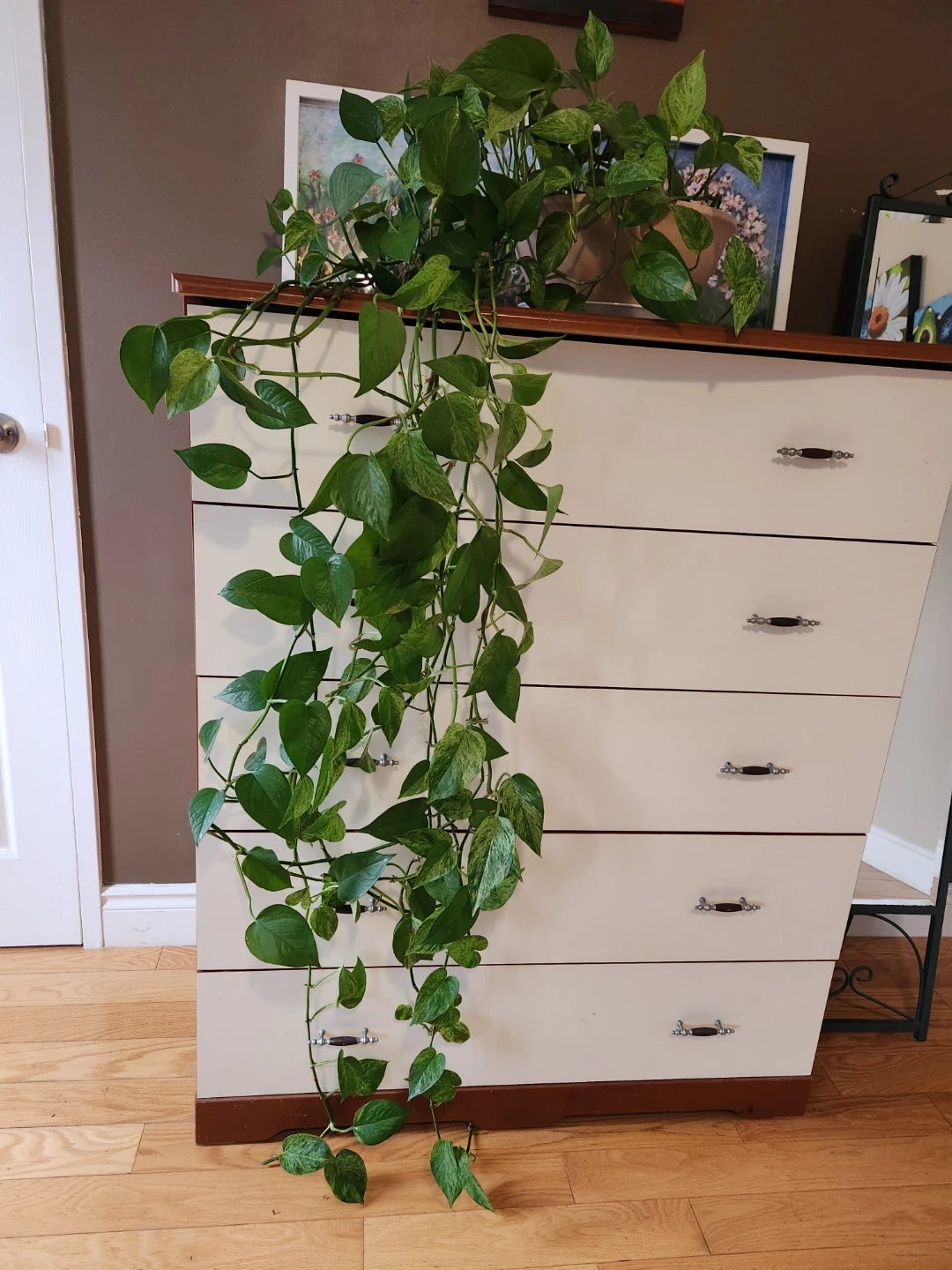 Marble Queen Pothos Plant - photo 4