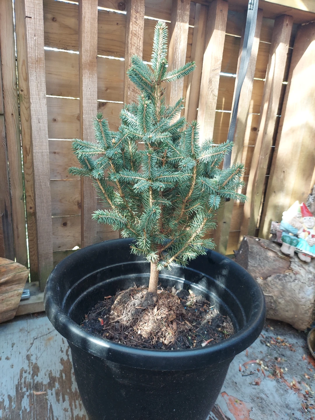 Baby Blue Spruce in Planter - photo 2