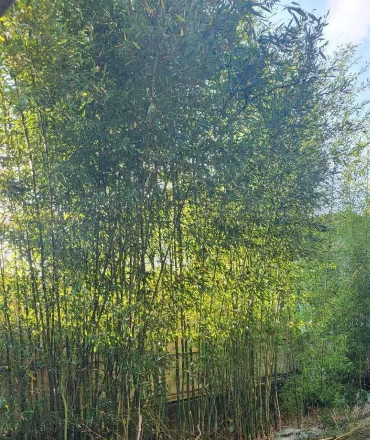 Bamboo Plants - photo 3