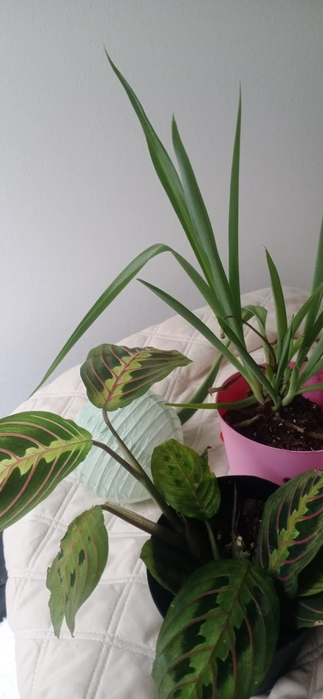 Assorted Potted Plants - photo 2