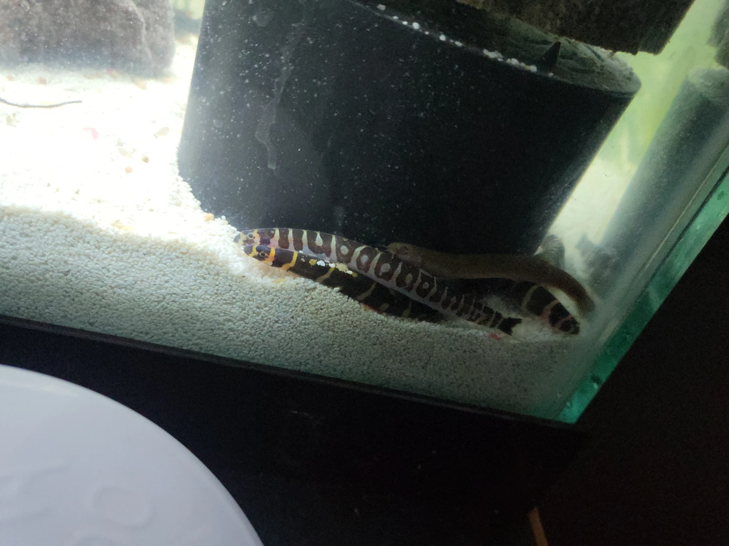 Looking for free fish aquarium setup ups if u can donate dm me