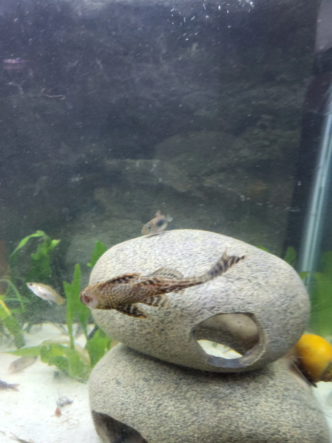 Looking for free fish aquarium setup ups if u can donate dm me - photo 2