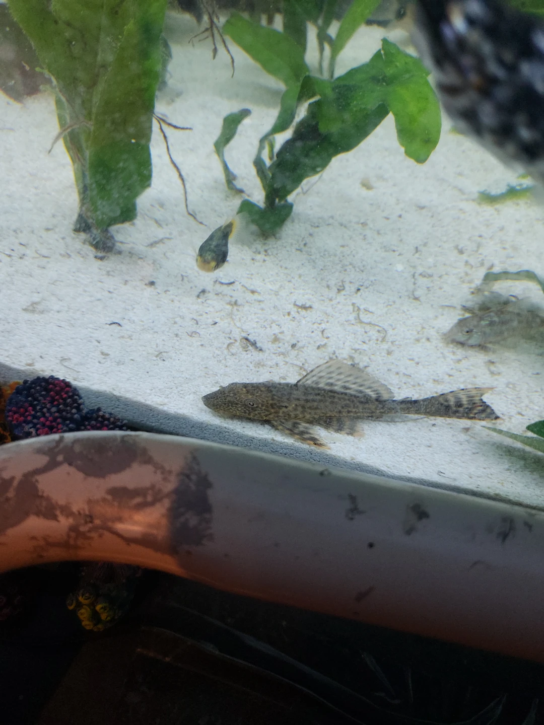 Looking for free fish aquarium setup ups if u can donate dm me - photo 3