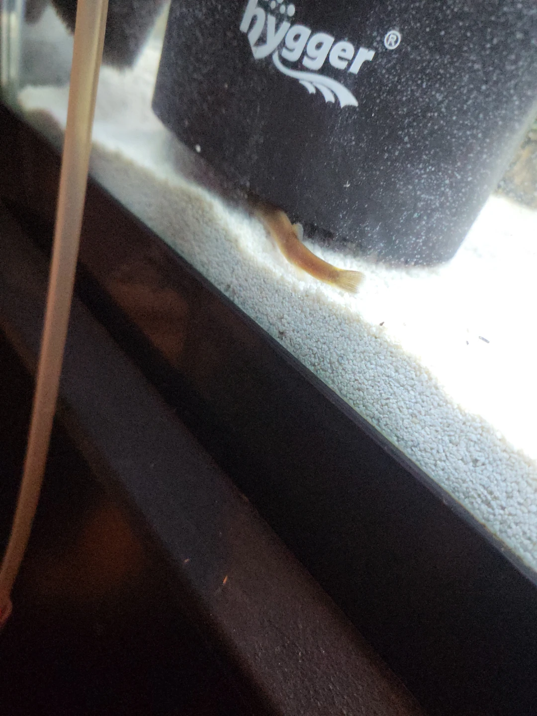 Looking for free fish aquarium setup ups if u can donate dm me - photo 4