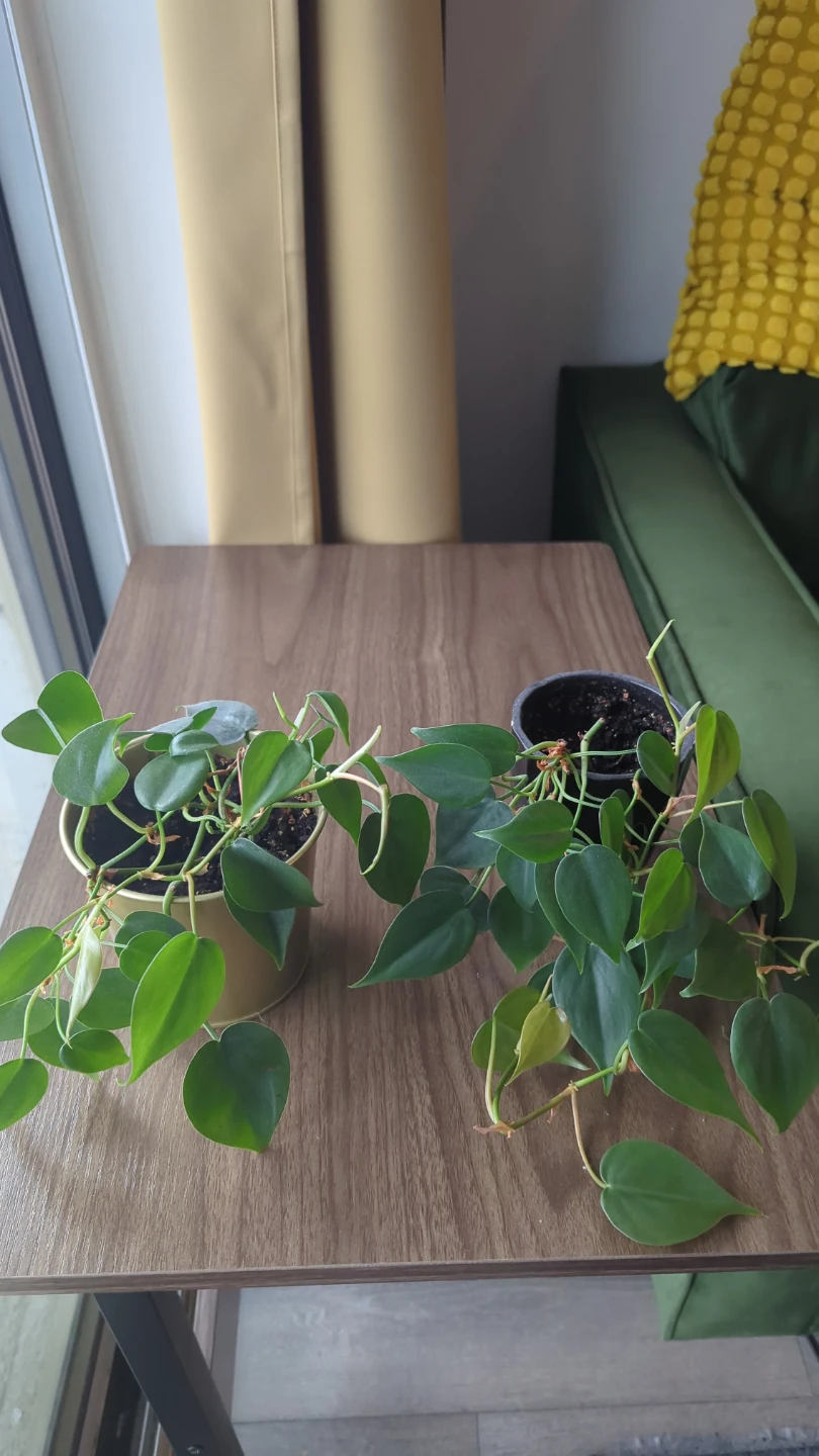 Two Heartleaf Philodendron Plants