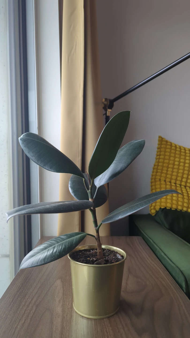 Rubber Plant in Gold Pot