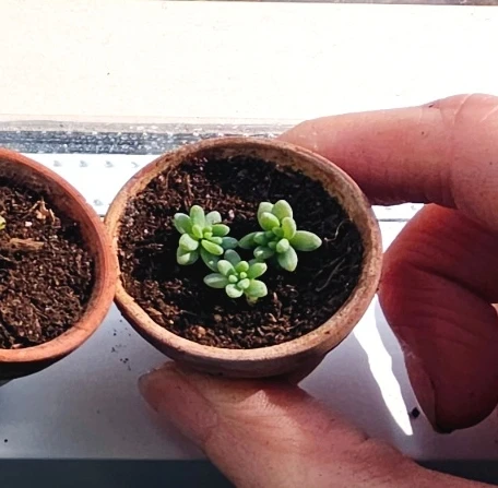 Baby succulents with pots - photo 2