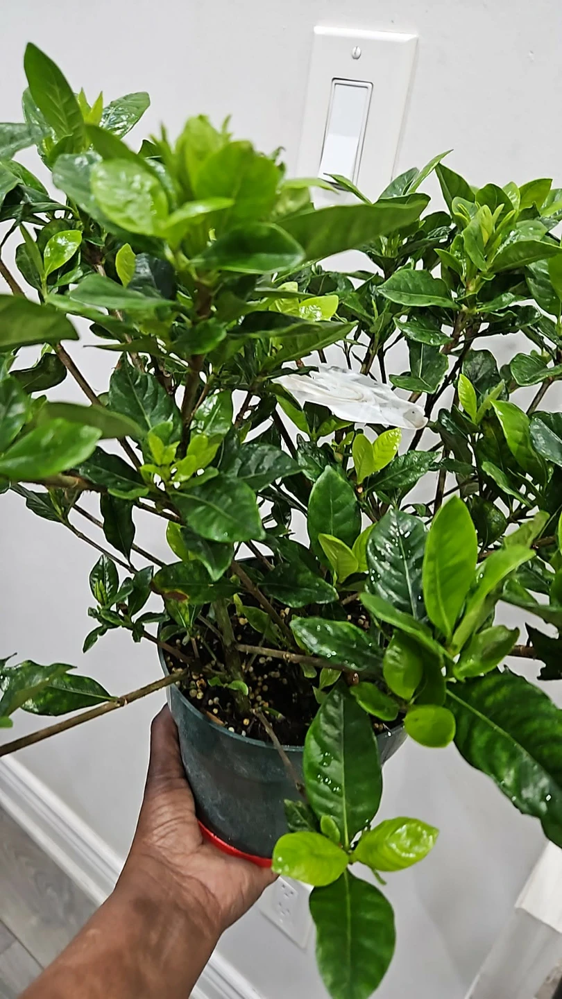 Gadinia in 6"pot