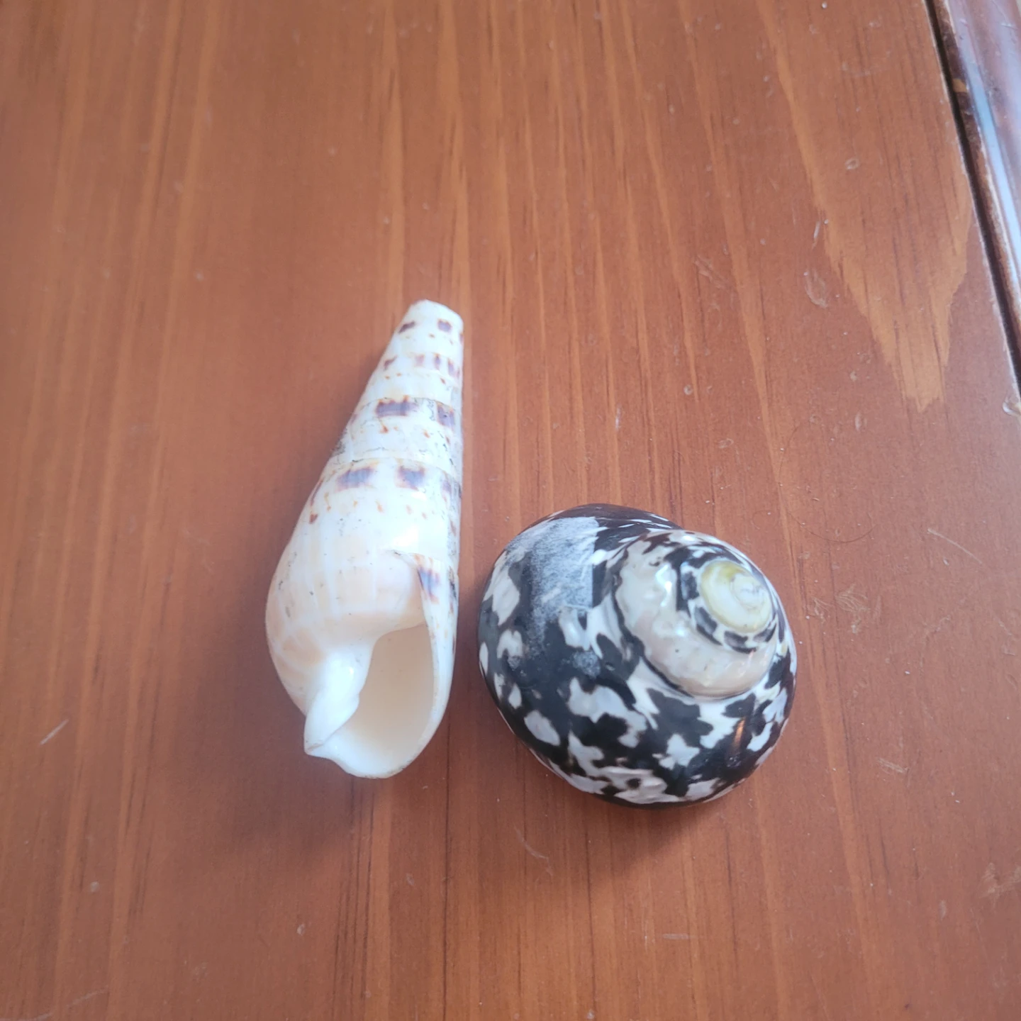 Two Decorative Seashells
