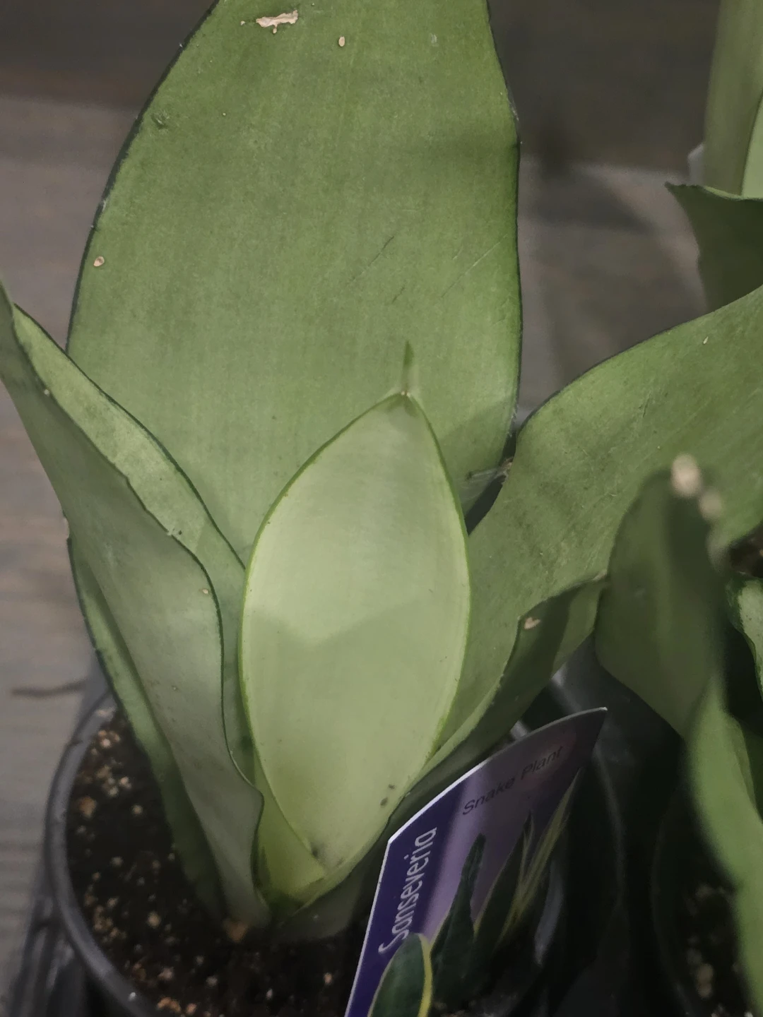 Sansevieria Snake Plant