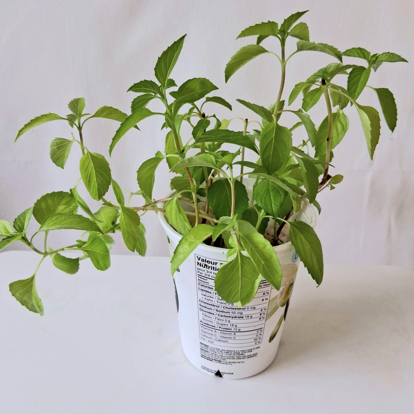 🌱 Purple Basil 🌻 - photo 2