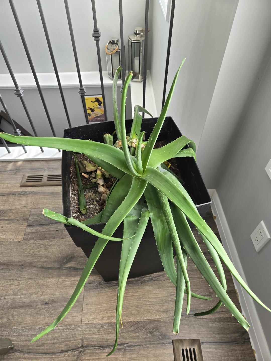 Aloe vera