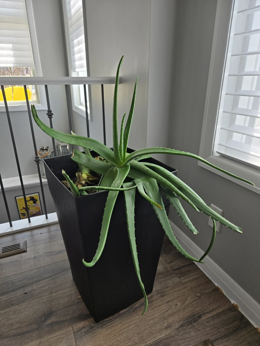Aloe vera - photo 2