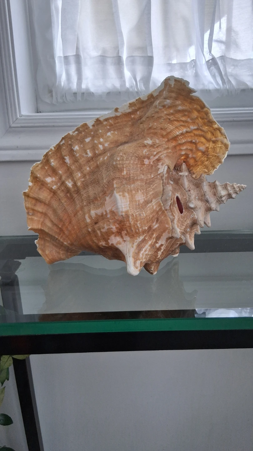 Large Conch Seashell - photo 2