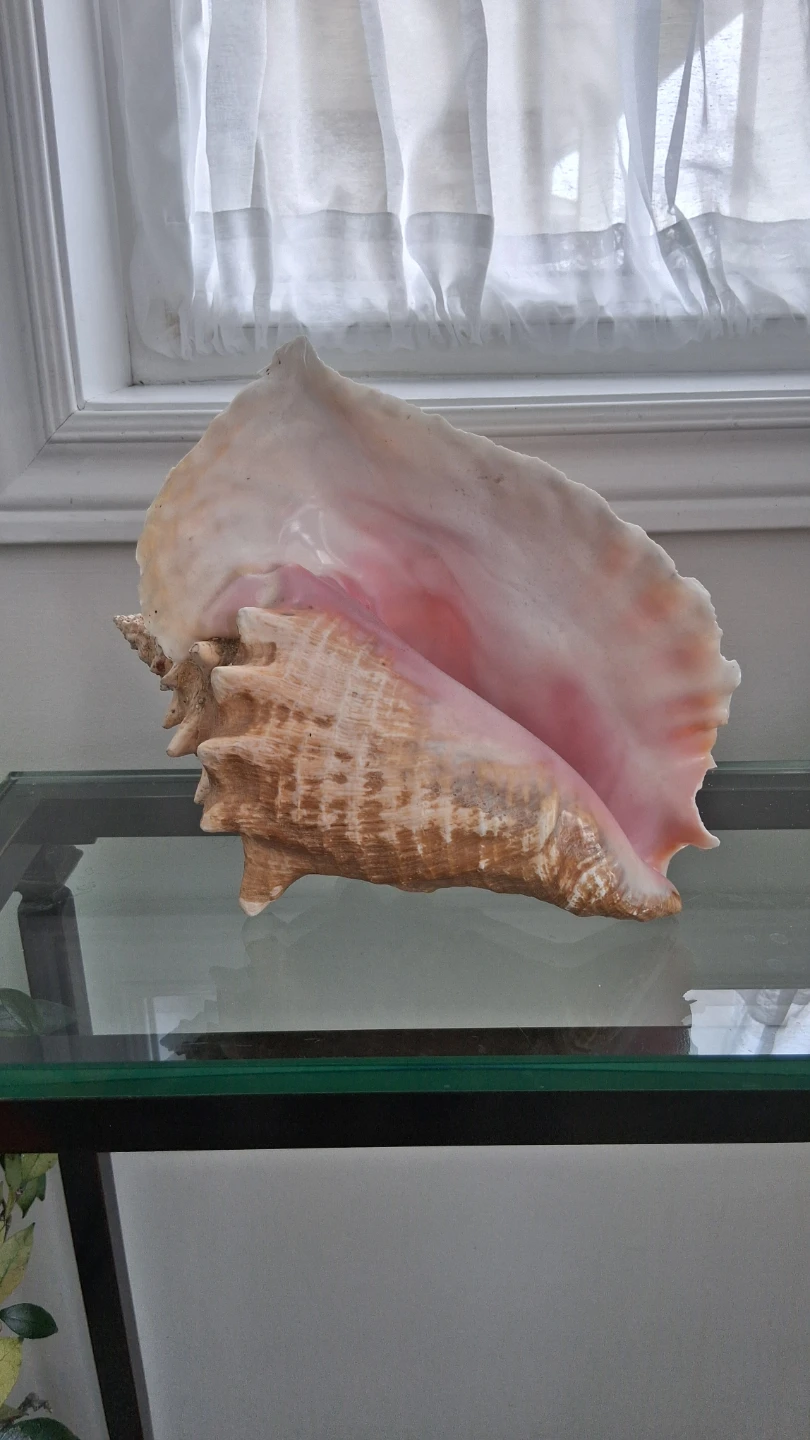 Large Conch Seashell