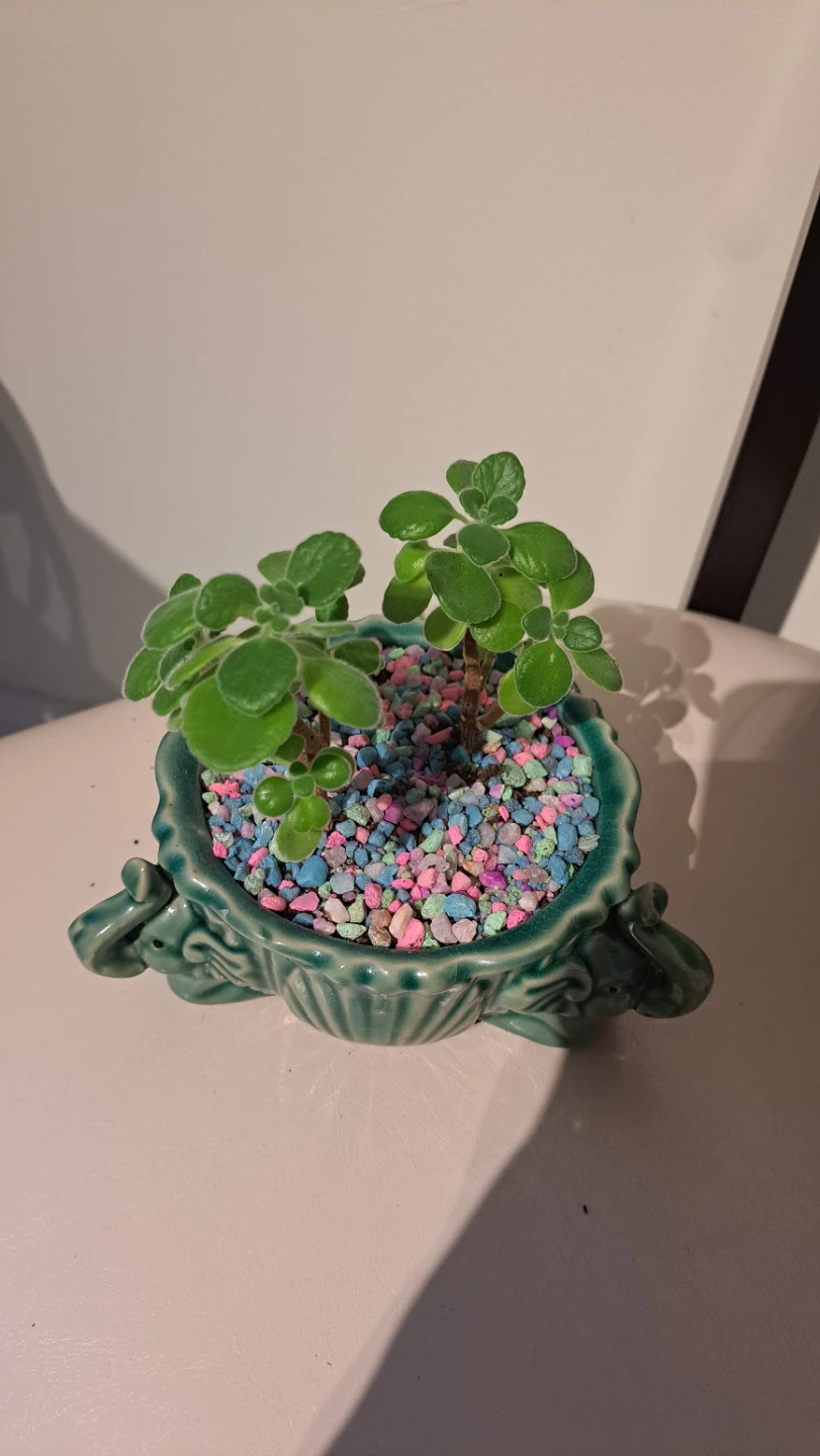 Green Elephant Ceramic Planter with Plant