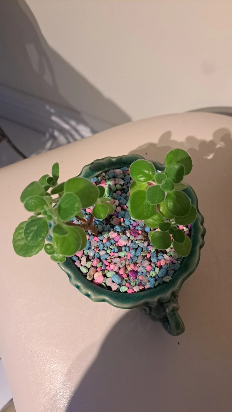 Green Elephant Ceramic Planter with Plant - photo 2