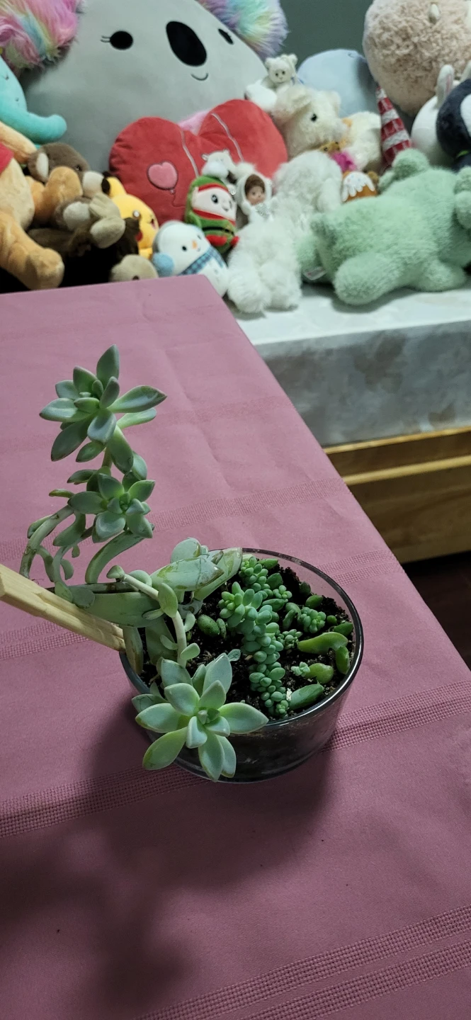 Two types of succulent in a glass container - photo 2