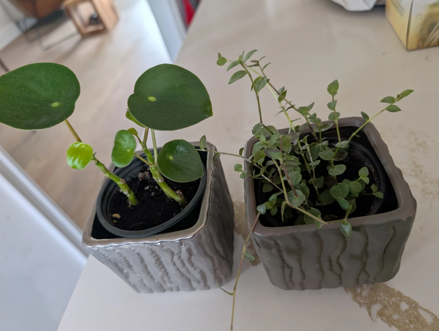 2 plants with pots (both $5)