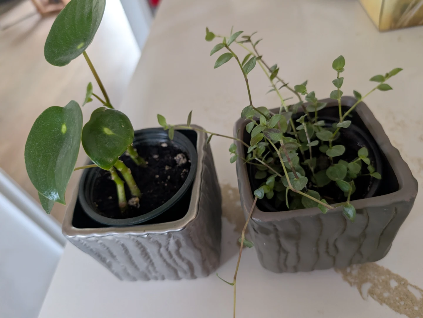 2 plants with pots (both $5) - photo 2