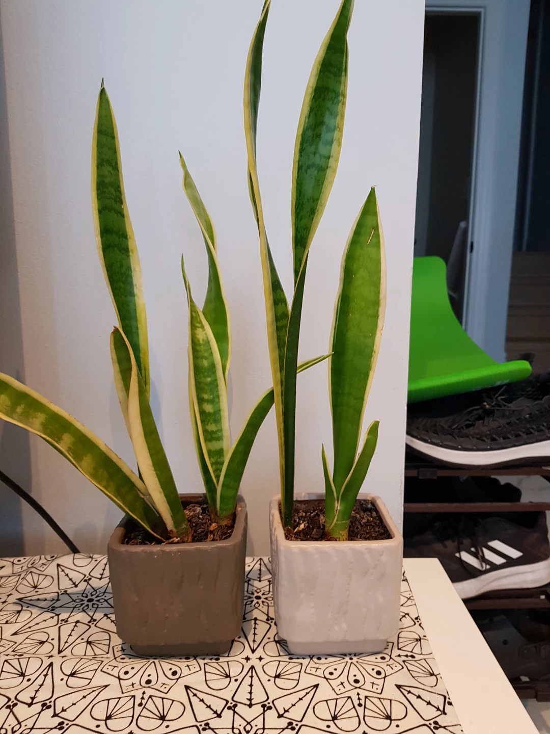 Snake Plants
