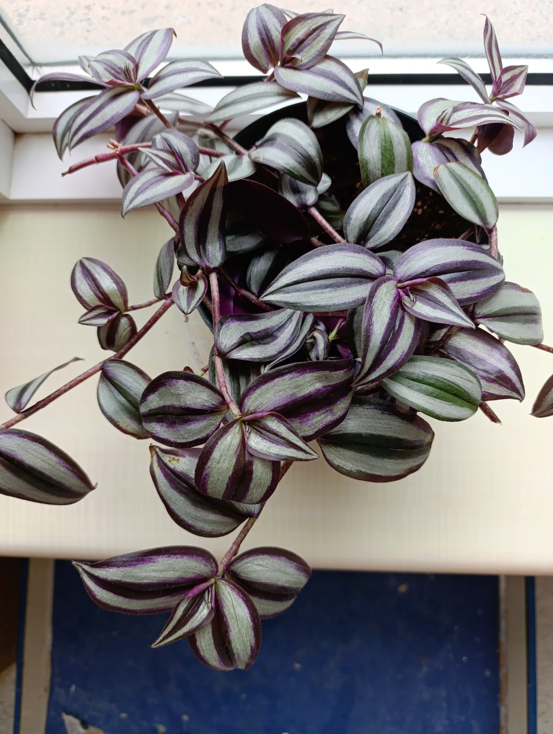 Tradescantia Zebrina Plant