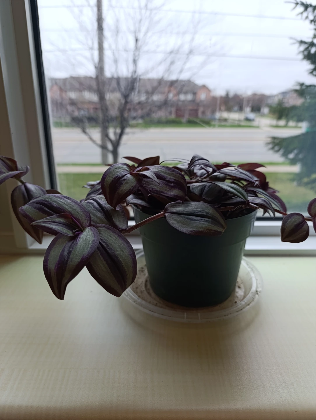 Tradescantia Zebrina Plant - photo 2