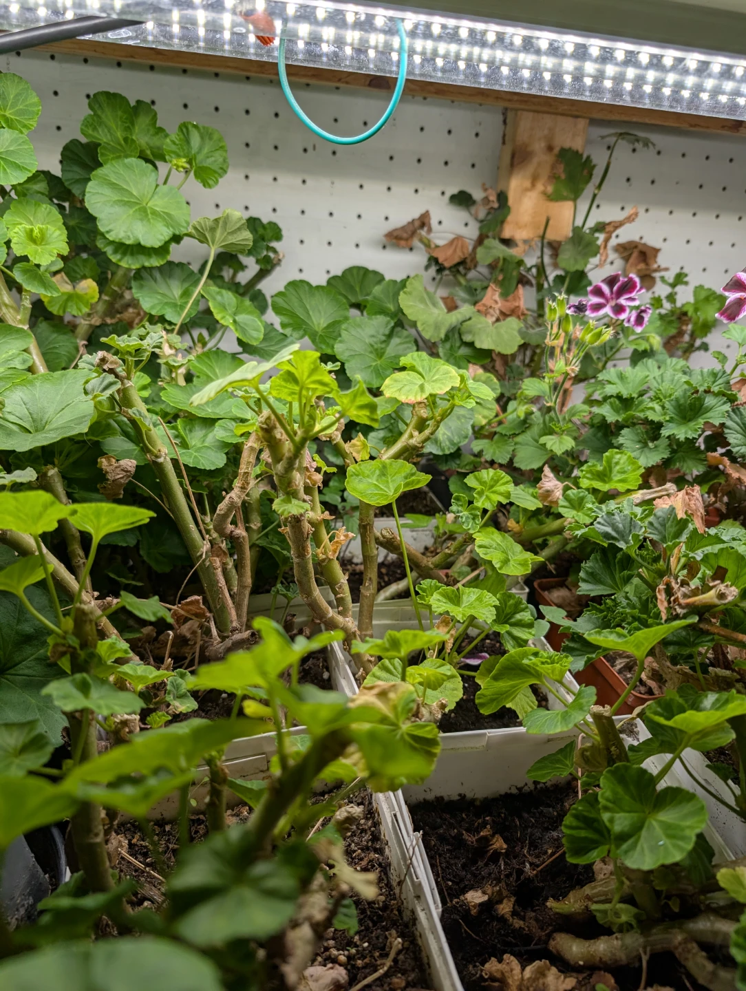 Geranium Plant - rosebud - photo 2
