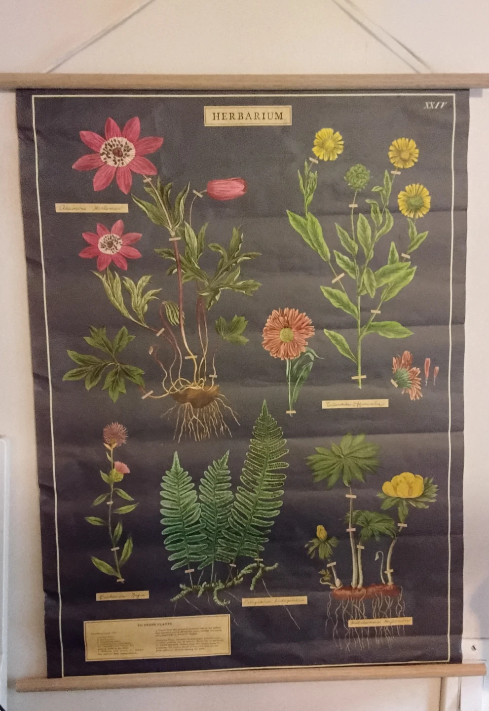 Herbarium Educational Poster - photo 2