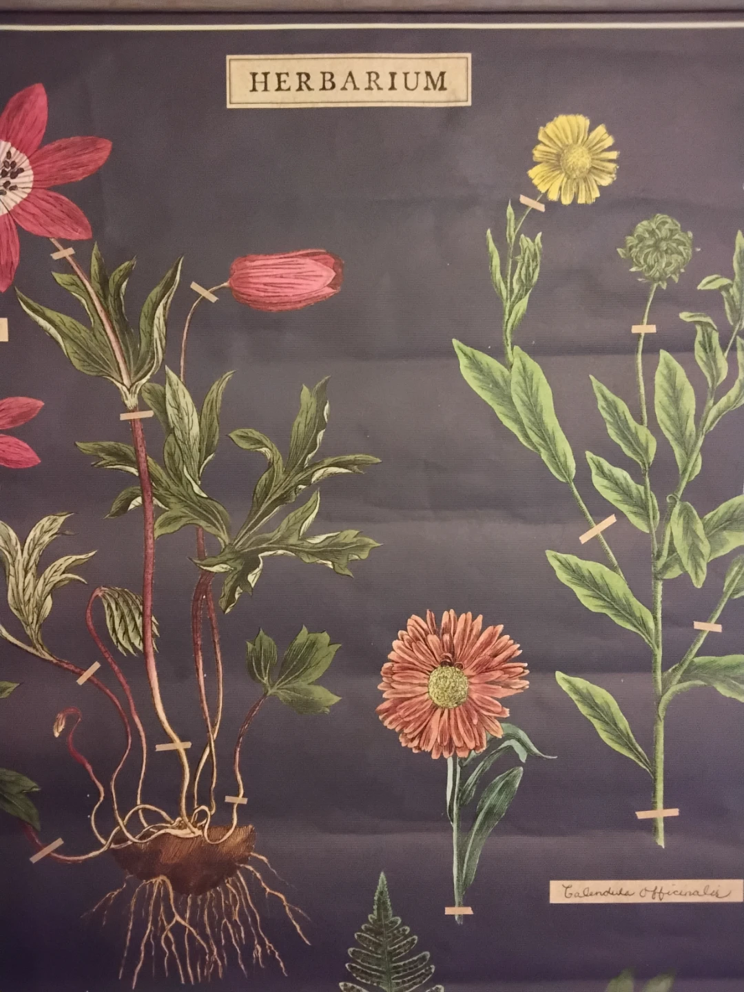 Herbarium Educational Poster