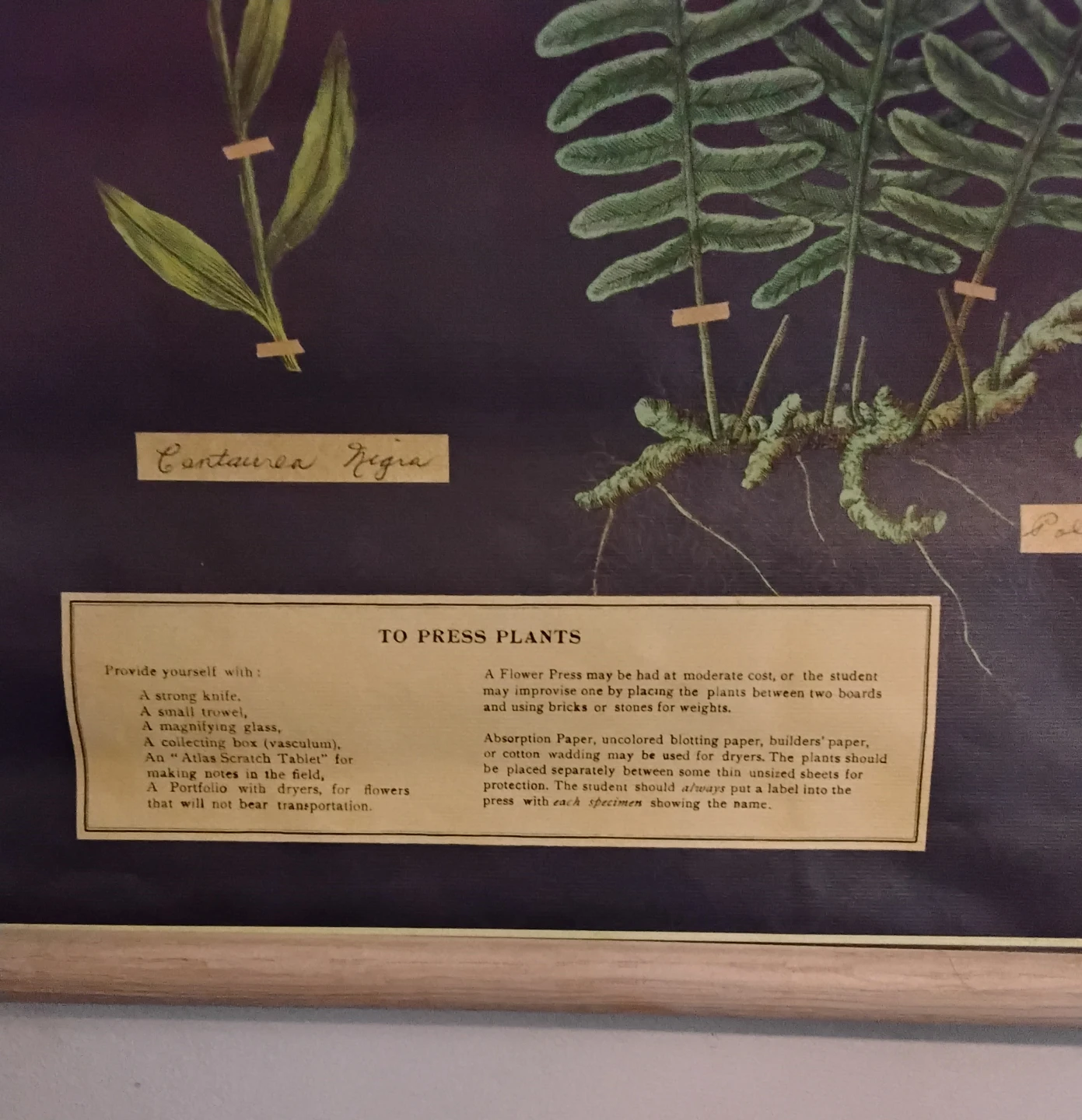 Herbarium Educational Poster - photo 3