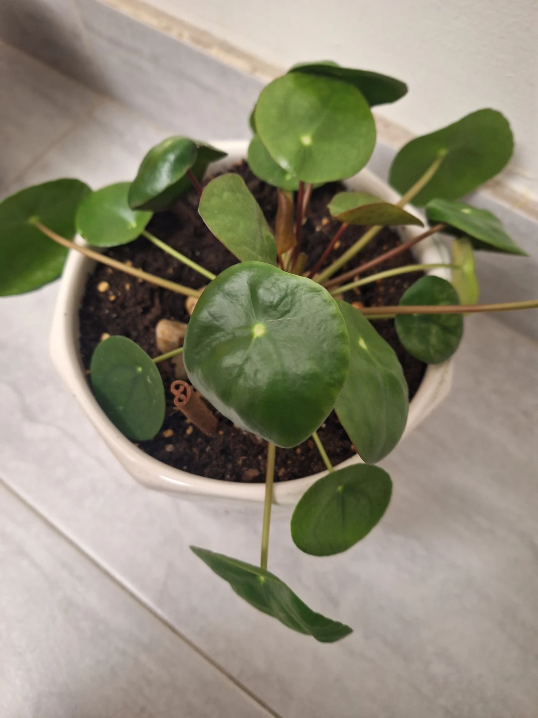 Chinese Money Plant in White Pot in Chinese pot
