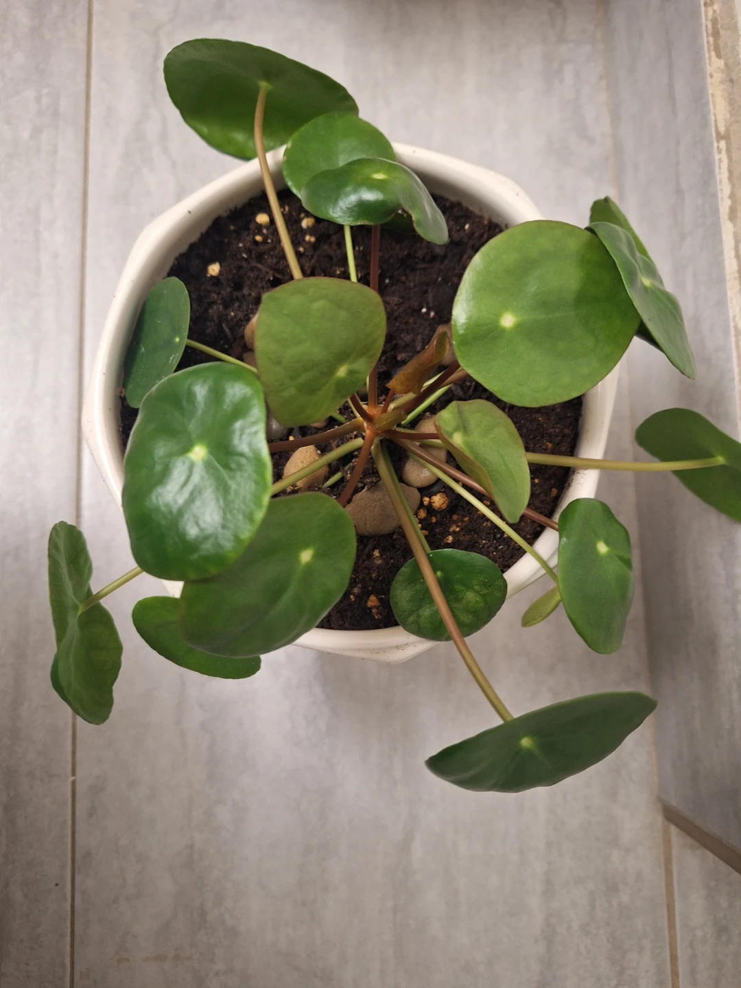 Chinese Money Plant in White Pot in Chinese pot - photo 2
