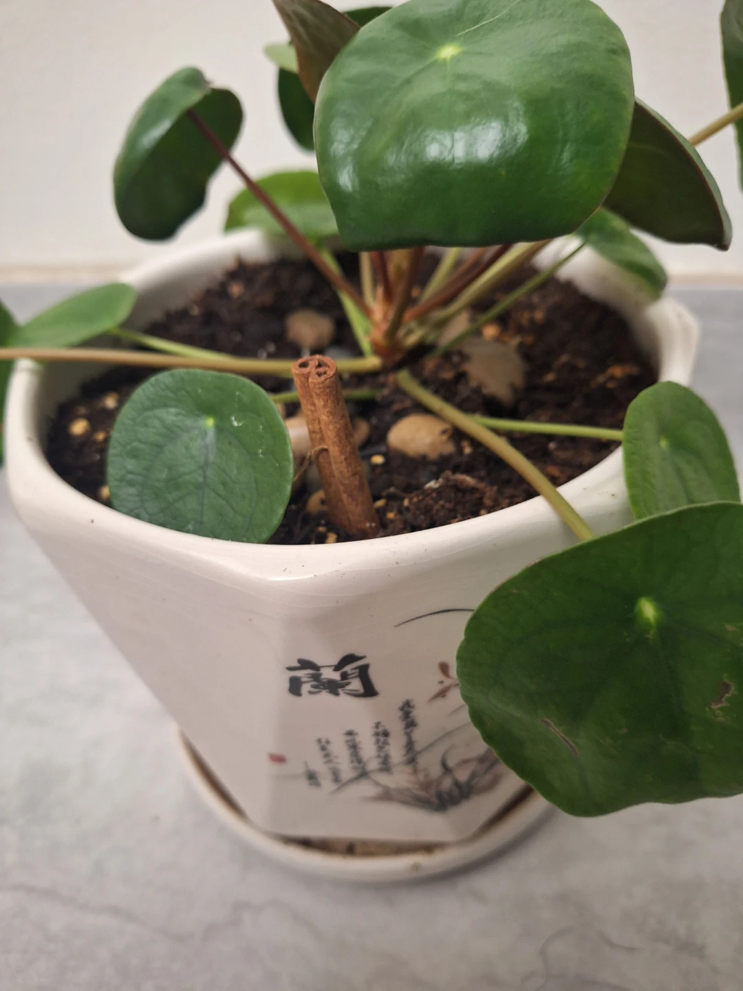 Chinese Money Plant in White Pot in Chinese pot - photo 3