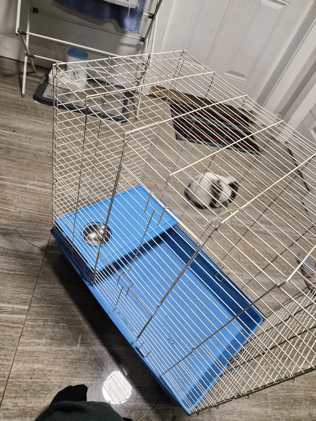 Bunny 🐰 Cage