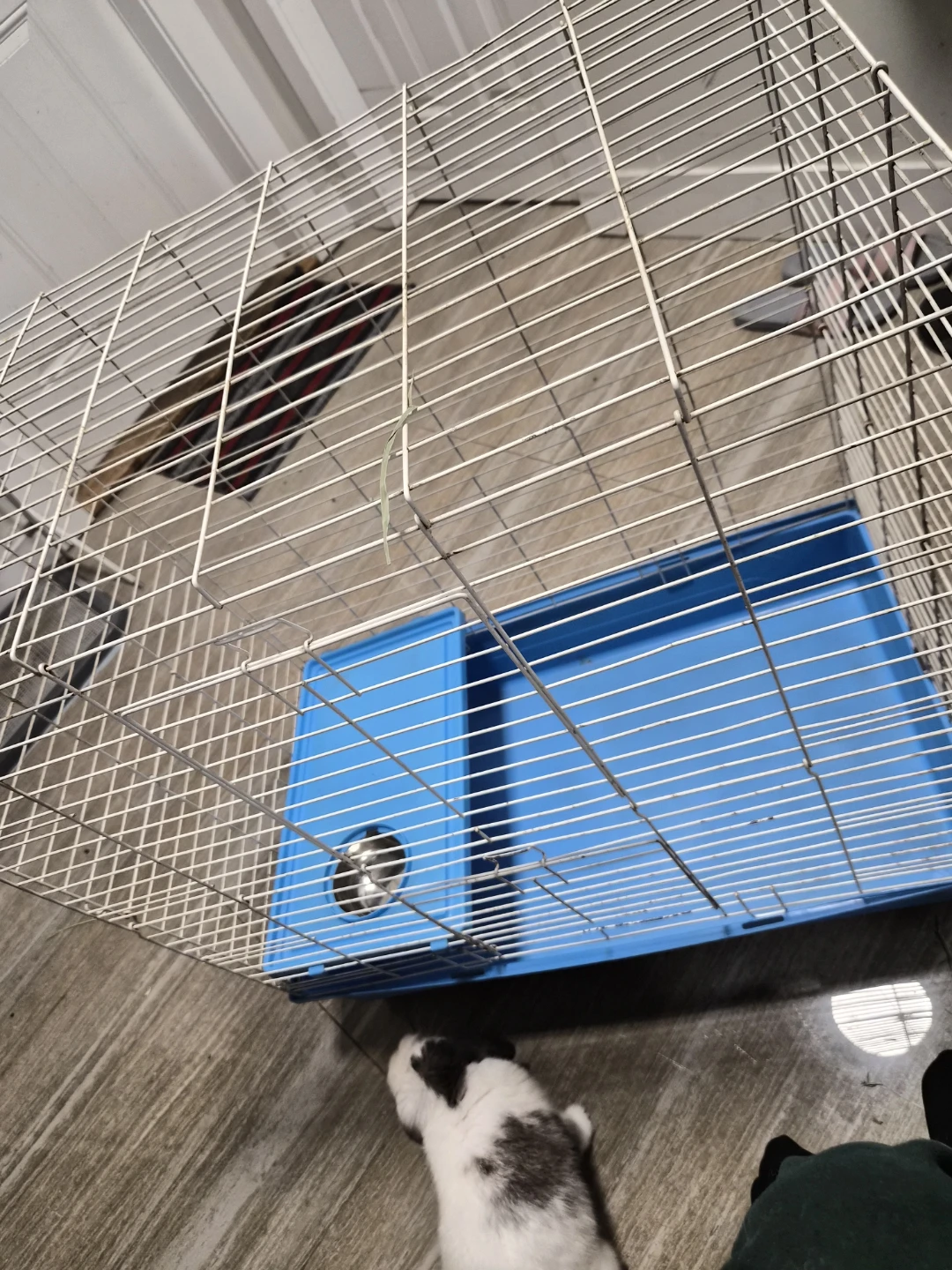 Bunny 🐰 Cage - photo 2