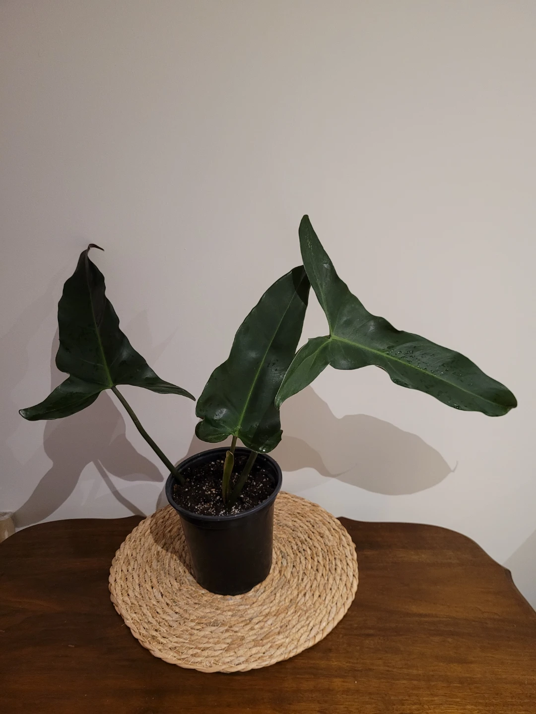 Philodendron mexicanum plant
