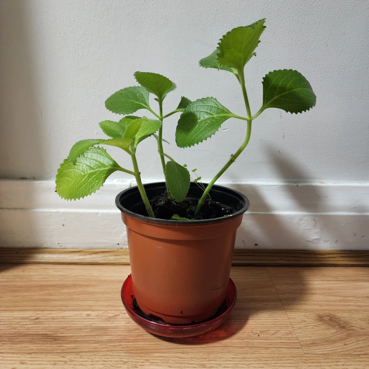 Cuban oregano plant