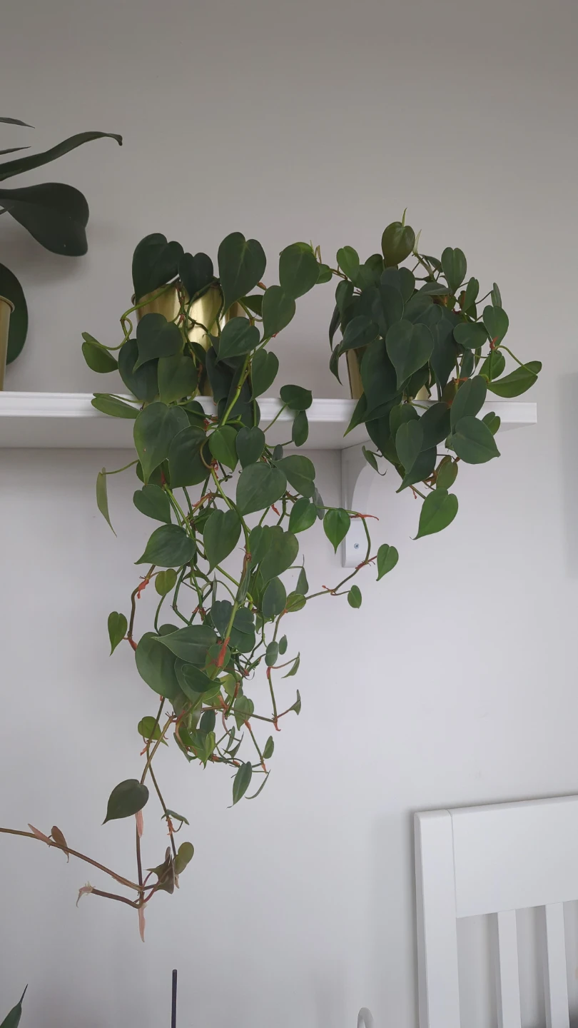 Two Philodendron Heartleaf Plants