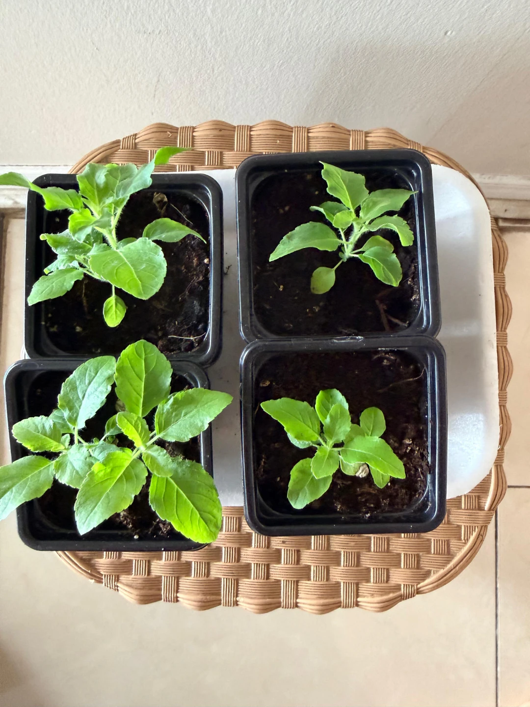 🌱Holy Basil (Tulsi) Saplings - photo 4